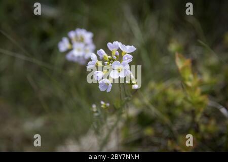 Fleur de coucou, ou le masock de dame ou mayflower. Cardamine pratensis Banque D'Images