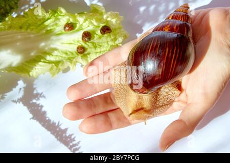 Escargot d'Achatin avec une coquille brillante brun foncé sur une main femelle parmi quatre escargots de tout-petits dormant sur une feuille de laitue Banque D'Images