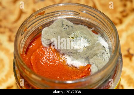 Moisissure poussant sur la pâte de tomate. Gros plan Banque D'Images