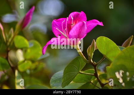Bauhinia variegata est une espèce de fleurs que l'on trouve en Inde et dans les pays d'asie du Sud. Les noms communs sont Bogakatra, Koliar , Kanchan , Kachar Banque D'Images