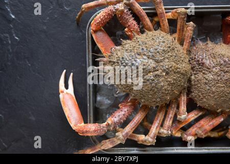 Deux crabes d'araignée crus non cuits, Maja brachydactyla, capturés dans la Manche et refroidis sur glace. Dorset Angleterre GB Banque D'Images