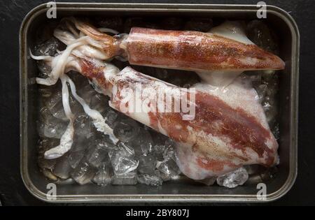 Deux calmars frais, crus et non cuits, Loligo vulgaris, que le matériel attrape sur la tige et la ligne dans la Manche. Présenté sur glace. Dorset Angleterre GB Banque D'Images