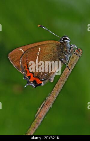 White Letter Hairstreak papillon, rare et en danger au Royaume-Uni, chenilles s'appuyant sur Elm comme une plante alimentaire. Banque D'Images
