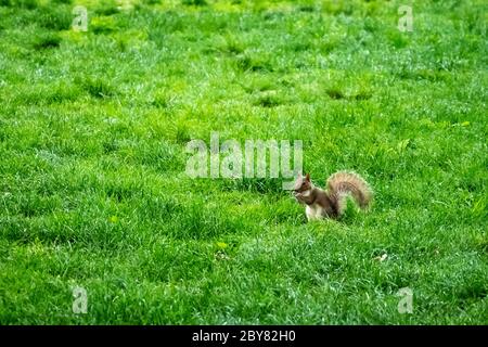 New York, États-Unis, 2 juin 2020. Un écureuil gris de l'est dans Central Park de New York. Crédit: Enrique Shore/Alamy stock photo Banque D'Images