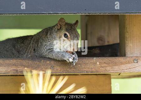 Gros plan de l'écureuil gris du Royaume-Uni (Sciurus carolinensis) isolé en plein air allongé sur la table d'oiseaux de jardin voler des noix d'oiseau! Écureuils britanniques. Banque D'Images