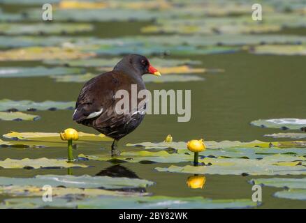 Vue arrière gros plan de la moorhen sauvage du Royaume-Uni (Gallinula chloropus) isolée à l'extérieur, debout sur une jambe dans l'étang de nénuphars d'été. Banque D'Images