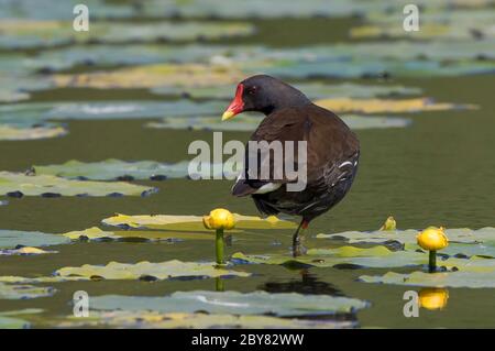 Vue arrière gros plan de la moorhen sauvage du Royaume-Uni (Gallinula chloropus) isolée à l'extérieur, debout sur une jambe dans l'étang de nénuphars d'été. Banque D'Images