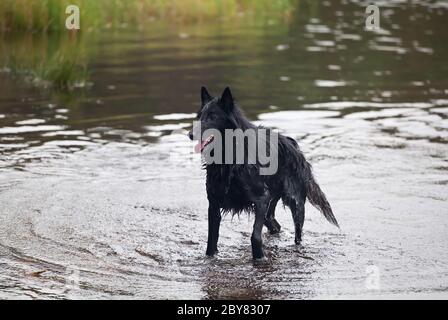 Berger belge (chien de Berger Belge, belge Banque D'Images