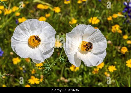 Argemone albiflora, MARGUERITE À QUATRE NERFS, Fredericksburg, pays de colline, Hymenoxys scapusa, Perky Sue, Texas, USA, White Prickly Poppy, Willow City Loop, bluestem p Banque D'Images