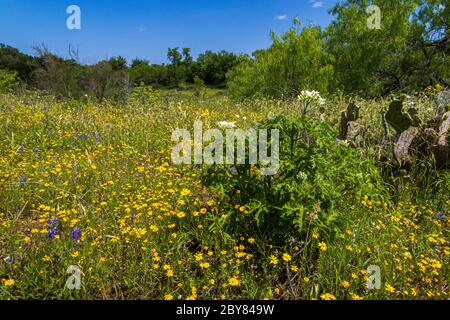 Argemone albiflora, MARGUERITE À QUATRE NERFS, Fredericksburg, pays de colline, Hymenoxys scapusa, Perky Sue, Texas, USA, White Prickly Poppy, Willow City Loop, bluestem p Banque D'Images