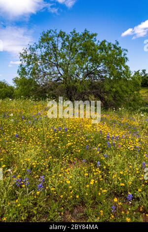 QUATRE-NERF DAISY, Fredericksburg, Hill Country, Hymenoxys scapusa, Perky Sue, Texas, USA, Willow City Loop, printemps, fleurs sauvages Banque D'Images
