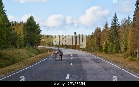 cerf avec fauve sur la route Banque D'Images