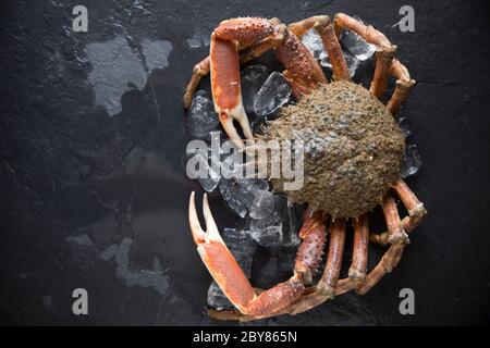 Un crabe araignée cru non cuit, Maja brachydactyla, pris dans la Manche qui a été refroidi sur glace. Dorset Angleterre GB Banque D'Images