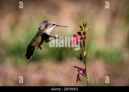 Femelle colibris à chiné noir se nourrissant d'une fleur de sauge rouge Banque D'Images