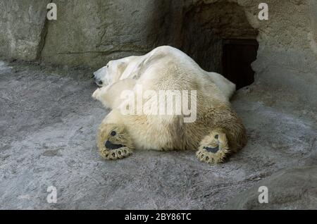 L'ours polaire à dormir dans le Zoo de Moscou Banque D'Images