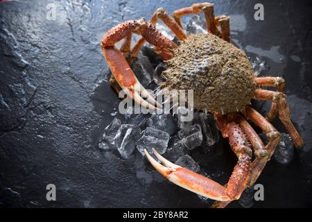 Un crabe araignée cru non cuit, Maja brachydactyla, pris dans la Manche qui a été refroidi sur glace. Dorset Angleterre GB Banque D'Images