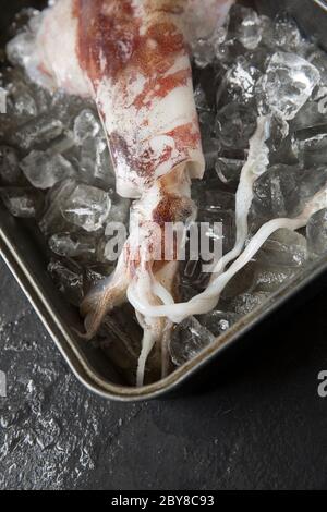 Loligo vulgaris, calmar frais, cru, non cuit, qui a été attrapé sur la tige et la ligne dans la Manche. Présenté sur glace. Dorset Angleterre GB Banque D'Images