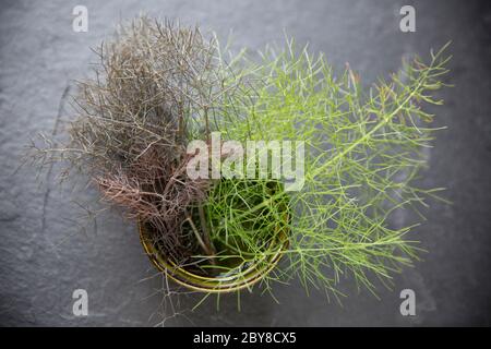 L-r: Fenouil de bronze, Foenicule vulgare purpueum et fenouil sauvage, Foenicule vulgare. Les deux ont trouvé la croissance sauvage à côté d'un sentier et ont été utilisés pour le Flav Banque D'Images