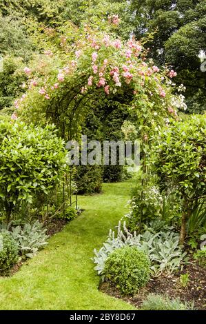 Des roses roses fleurissent sur une arcade dans un jardin anglais pendant l'été. Banque D'Images