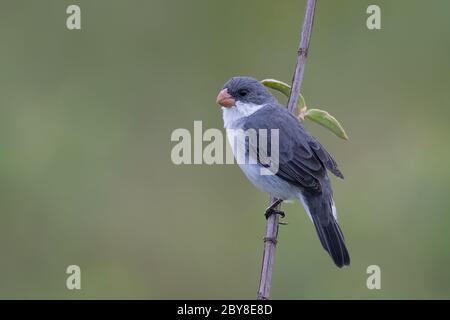 Seedeater à ventre blanc (Sporophila leucoptera) mâle perché sur un arbuste. Banque D'Images