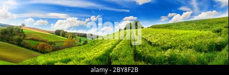 Paysage rural panoramique avec de vastes champs d'orge vert idyllique sur les collines et les sentiers comme lignes menant aux arbres à l'horizon, avec ciel bleu profond et f Banque D'Images
