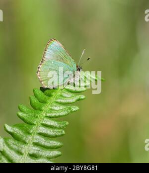 Papillon à queue de serre vert Callophrys rubi sur la face crochetée à Bin Combe sur Exmoor Somerset UK Banque D'Images