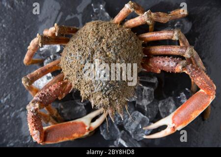 Un crabe araignée cru non cuit, Maja brachydactyla, pris dans la Manche qui a été refroidi sur glace. Dorset Angleterre GB Banque D'Images