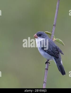 Seedeater à ventre blanc (Sporophila leucoptera) mâle perché sur un arbuste. Banque D'Images