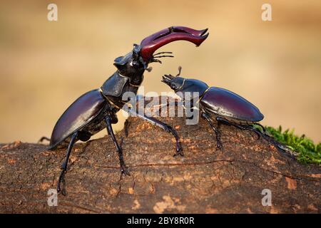 Coléoptère de cerf mâle debout au-dessus de la femelle et la protégeant dans la nature estivale. Banque D'Images