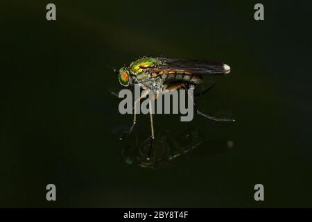 Long-legged Fly vert Banque D'Images