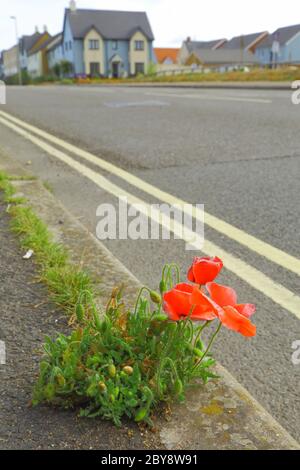 Coquelicots sauvages rouges qui poussent de crack dans le pavé de la ville de Seaton, Devon Banque D'Images