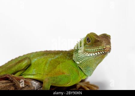 La tête et le visage d'un adulte (agama Physignathus cocincinu) Banque D'Images