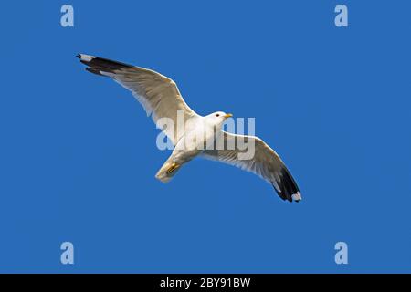 Guette commune / mét de mer (Larus canus) en vol, en s'envotant contre le ciel bleu Banque D'Images