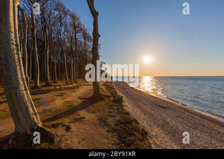 Hêtre, façonné par de forts vents de mer, à Ghost Wood / Gespensterwald le long de la plage de la mer Baltique à Nienhagen, Mecklenburg-Vorpommern, Allemagne Banque D'Images