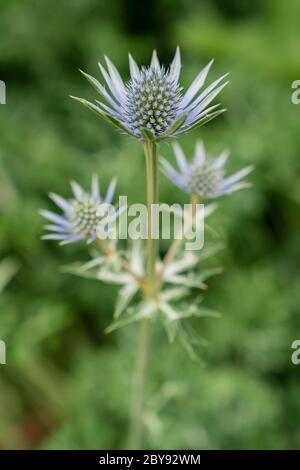 Holly ou Eryngos (Eryngium bourgatii) Banque D'Images