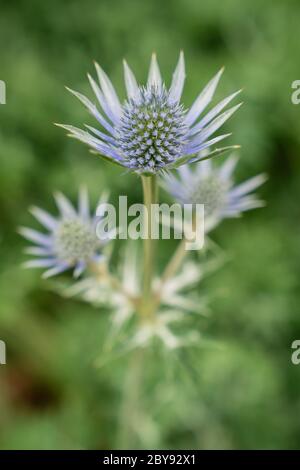 Holly ou Eryngos (Eryngium bourgatii) Banque D'Images