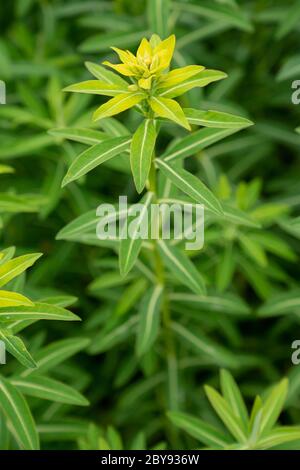 Schilling (Euphorbia schilingii) Banque D'Images