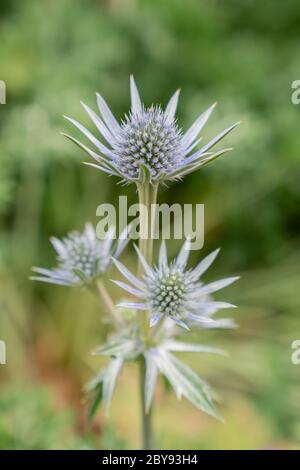 Holly ou Eryngos (Eryngium bourgatii) Banque D'Images