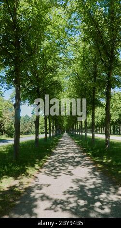 Longues ruelles droites et strictes d'arbres verts avec un chemin de gravier qui atteint le point de fuite à l'horizon Banque D'Images