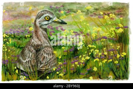 Le curlew de pierre (Burhinus oedicnemus) dans l'herbe. Banque D'Images