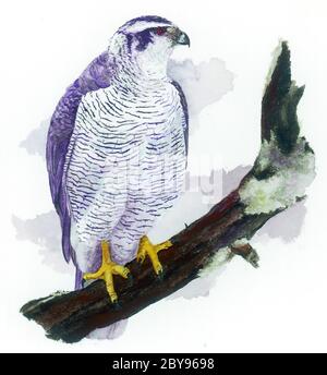 Palomon du Nord (Accipiter gentilis) sur une branche. Banque D'Images