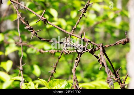 Barbelés sur fond de verdure ensoleillé. Barbelés sous le soleil. L'eau tombe sur des nœuds métalliques tranchants. Clôture de jardin protégeant les biens. bo fil noir Banque D'Images