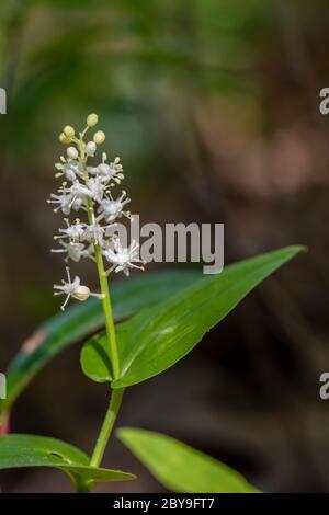 Fausse Lily-of-the-Valley, Maianthemum canadense, floraison en juin dans le sanctuaire de fleurs sauvages du lac Loda, forêt nationale Huron-Manistee, peninusla inférieur Banque D'Images