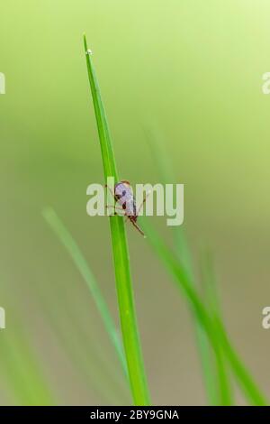 Chien de chien américain Tick, Dermacentor variabilis, attendant les proies le long du sentier en juin dans le sanctuaire de fleurs sauvages du lac Loda, forêt nationale Huron-Manistee, basse Banque D'Images