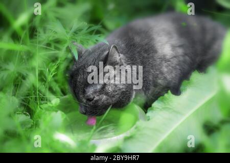 Le beau chat gris foncé dans l'herbe boit l'eau d'une assiette Banque D'Images