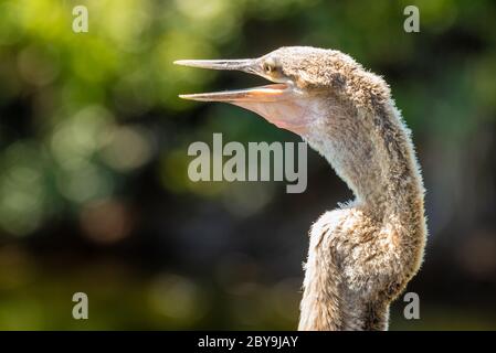 Gros plan sur la faune et la flore d'un oiseau aquatique Anhinga au parc Bird Island à Ponte Vedra Beach, Floride. (ÉTATS-UNIS) Banque D'Images