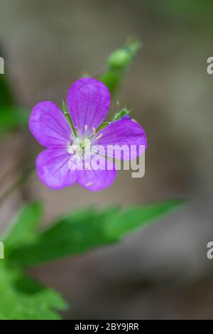 Géranium sauvage, géranium maculatum, floraison en juin dans le sanctuaire de fleurs sauvages du lac Loda, forêt nationale Huron-Manistee, peninusla inférieur du Michigan, U Banque D'Images