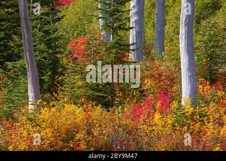 Feuillage d'automne avec des fermes subalpines mortes à Mt. Parc national de Rainier dans l'État de Washington Banque D'Images