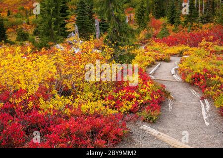 Magnifique feuillage d'automne le long d'un sentier de randonnée à Mt. Parc national de Rainier dans l'État de Washington Banque D'Images