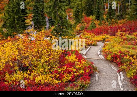 Magnifique feuillage d'automne le long d'un sentier de randonnée à Mt. Parc national de Rainier dans l'État de Washington Banque D'Images